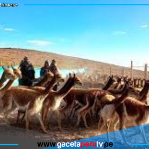 Serfor pondrá en marcha mañana el V Censo Nacional de Vicuñas 2025