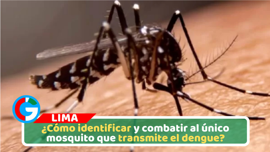 ¿Cómo identificar y combatir al único mosquito que transmite el dengue?