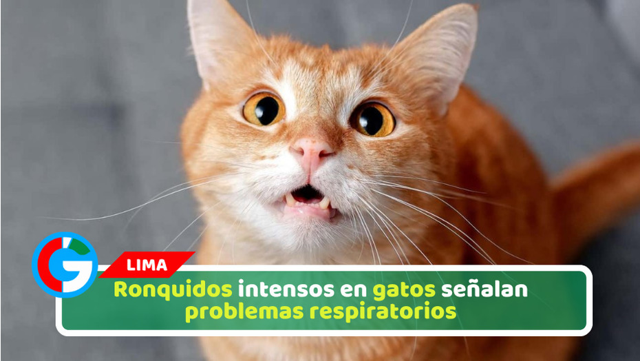 Ronquidos intensos en gatos señalan problemas respiratorios