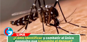 ¿Cómo identificar y combatir al único mosquito que transmite el dengue?