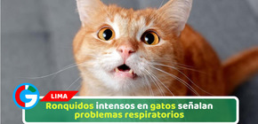 Ronquidos intensos en gatos señalan problemas respiratorios