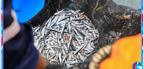 Gobierno descarta pesca de anchoveta para proteger el recurso