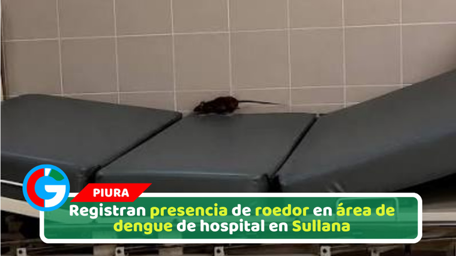 Registran presencia de roedor en área de dengue de hospital en Sullana