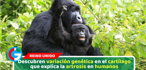 Descubren variación genética en el cartílago que explica la artrosis en humanos