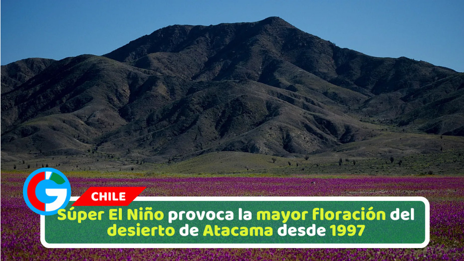Súper El Niño provoca la mayor floración del desierto de Atacama desde 1997