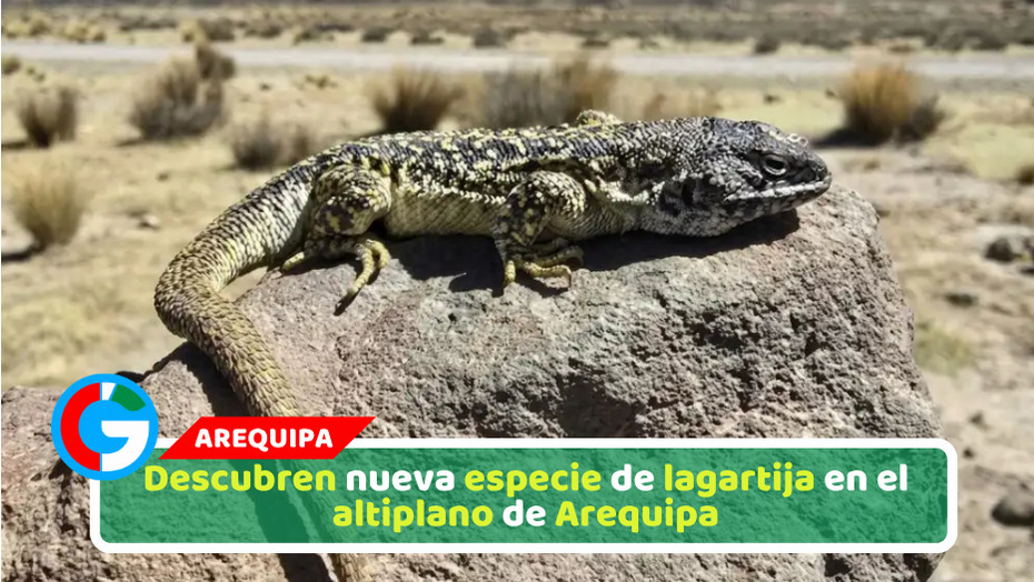Descubren nueva especie de lagartija en el altiplano de Arequipa