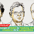 Otorgan el Nobel de Medicina 2026 a creadores de la optogenética