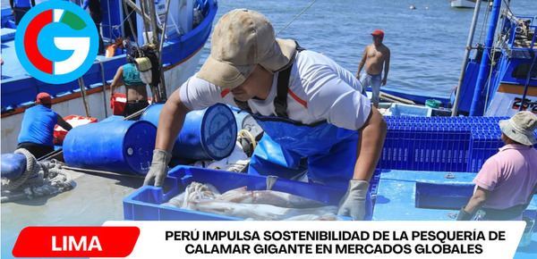 Perú impulsa sostenibilidad de la pesquería de calamar gigante en mercados globales