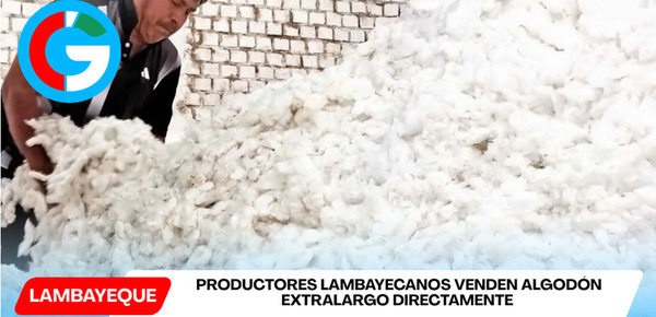 Productores lambayecanos venden algodón extralargo directamente gracias a programa Agromercado