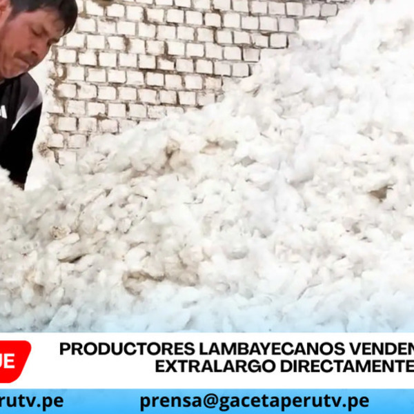 Productores lambayecanos venden algodón extralargo directamente gracias a programa Agromercado