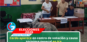Cerdo irrumpe en local de votación y sorprende a electores en Ica