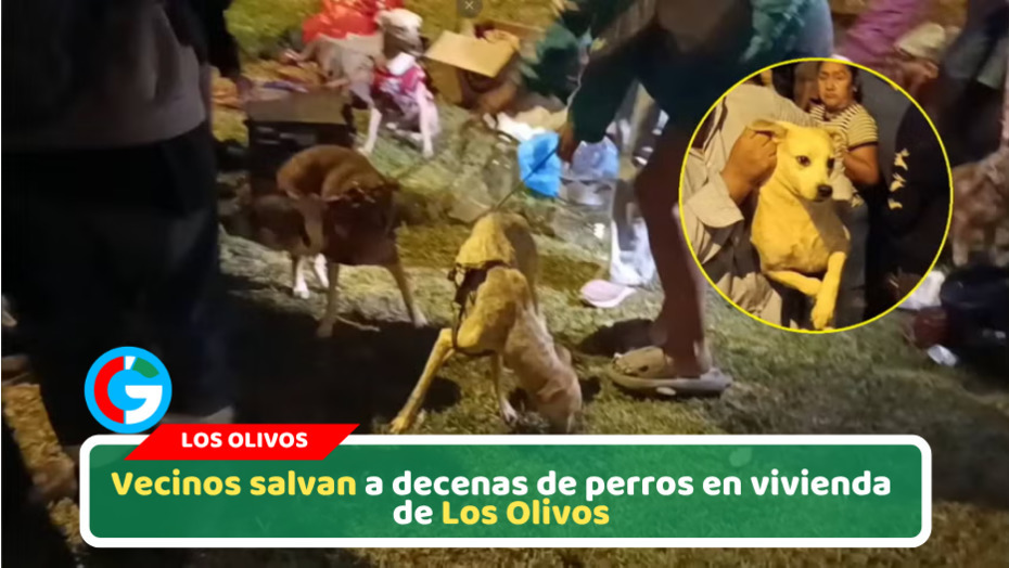 Rescatan más de 30 perros víctimas de maltrato en Los Olivos