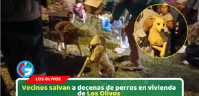 Rescatan más de 30 perros víctimas de maltrato en Los Olivos