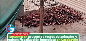 Vecina denuncia hallazgo de restos de caballos y burros en Carabayllo