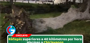 Fuertes vientos azotan Chiclayo y derriban árbol en Santa Victoria