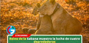 'Reino de la Sabana': La nueva serie de historia natural de BBC Studios que llega a HBO MAX