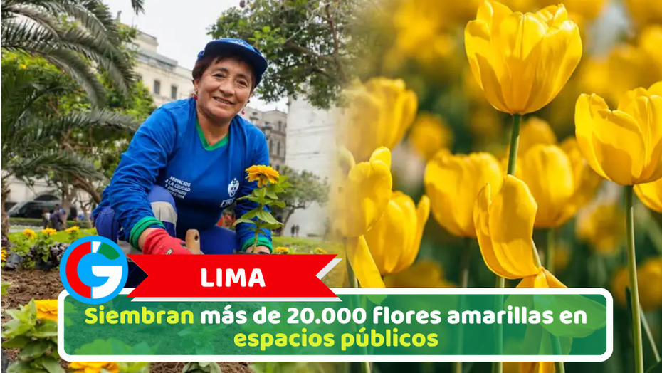 Lima: Siembran más de 20.000 flores amarillas en espacios públicos