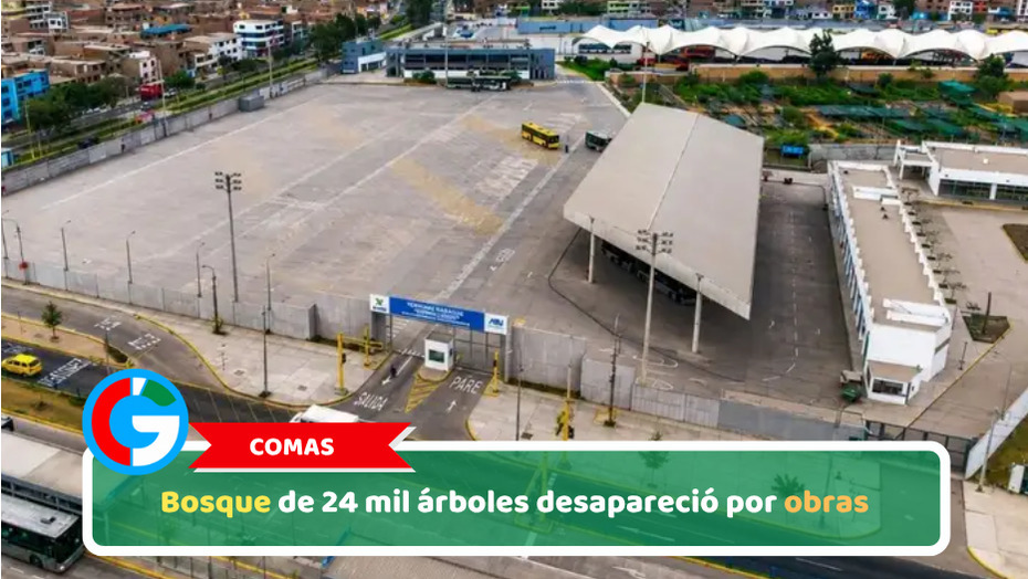 Comas: Bosque de 24 mil árboles desapareció por obras
