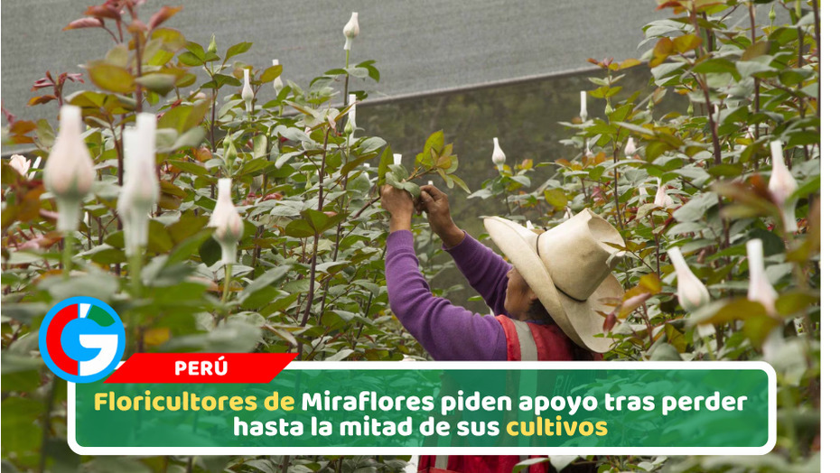 Floricultores de Miraflores piden apoyo tras perder hasta la mitad de sus cultivos