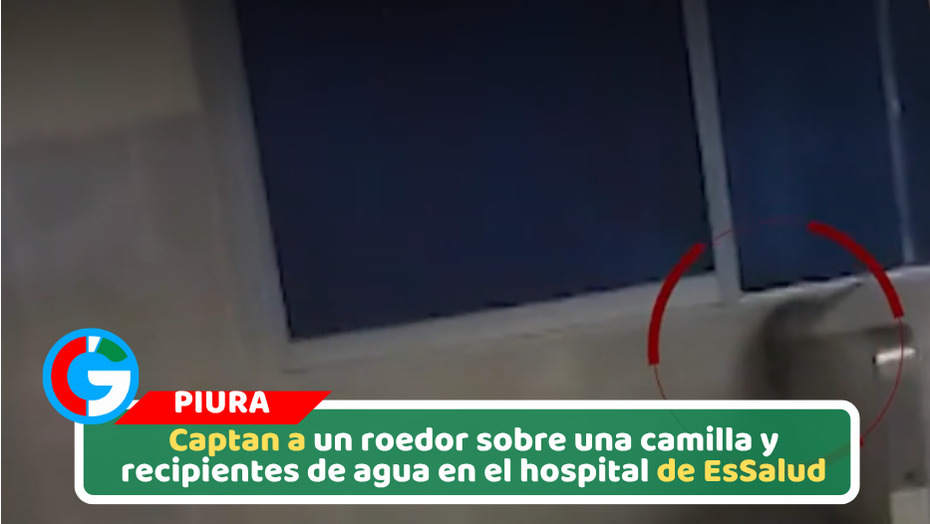 Captan a un roedor sobre una camilla y recipientes de agua en el hospital de EsSalud
