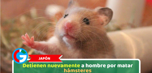 Japón: Detienen nuevamente a hombre por matar hámsteres