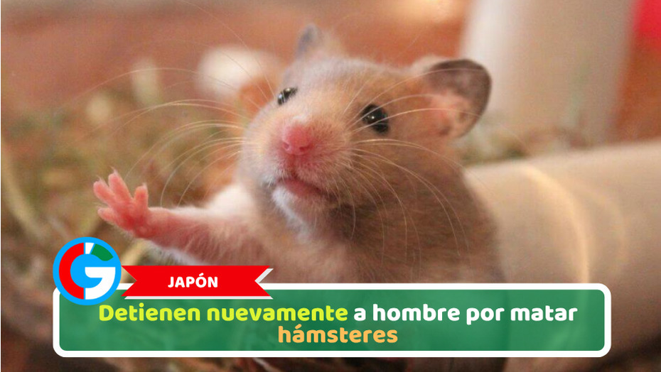 Japón: Detienen nuevamente a hombre por matar hámsteres